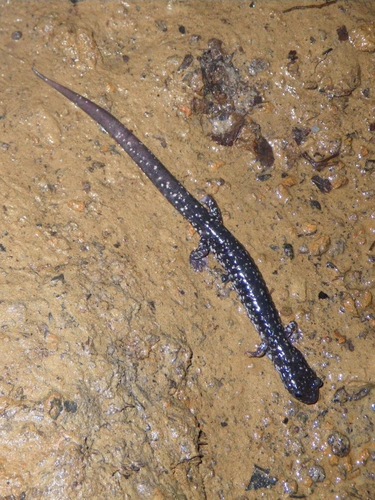 Western Slimy Salamander