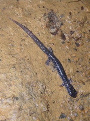 Western Slimy Salamander photo 2