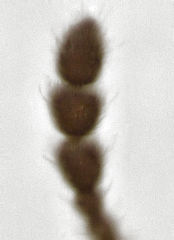 Rhinorhynchus phyllocladi