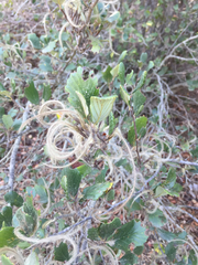Cercocarpus betuloides blancheae