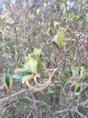 Cercocarpus betuloides blancheae