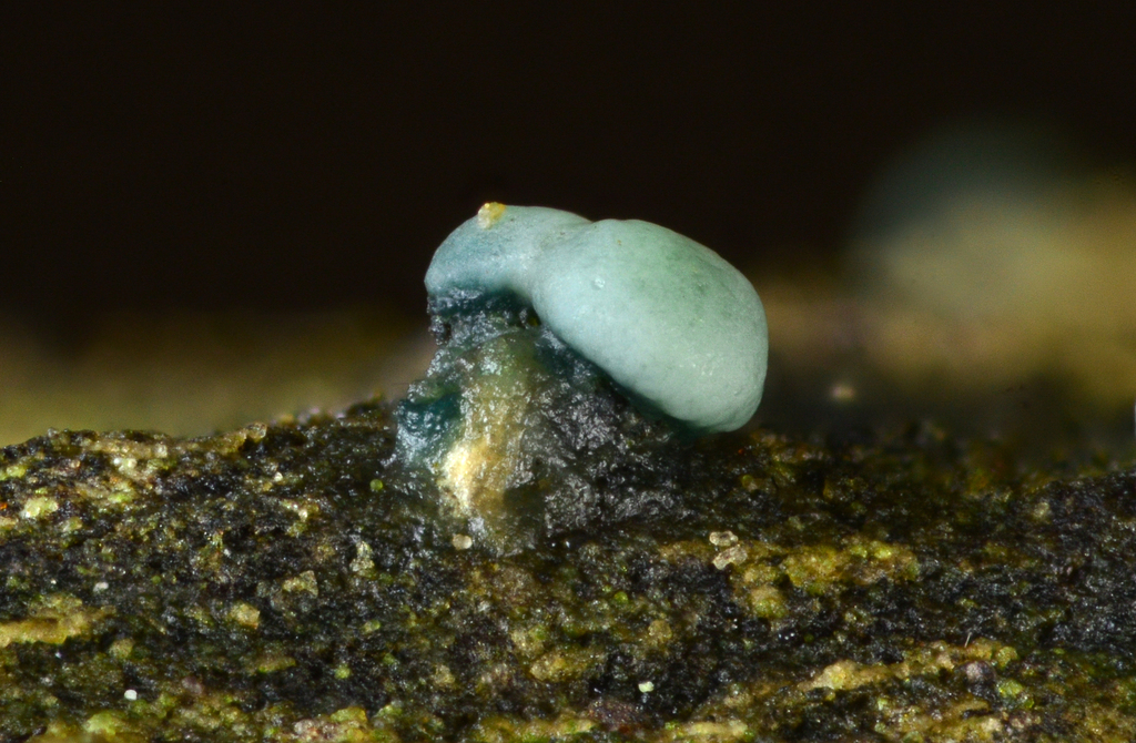 Claussenomyces