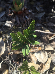 Pentagramma triangularis triangularis
