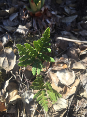 Pentagramma triangularis triangularis