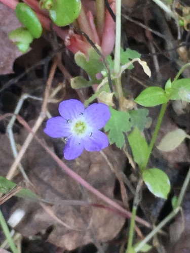 Eastwood's baby blue eyes (Nemophila pulchella)