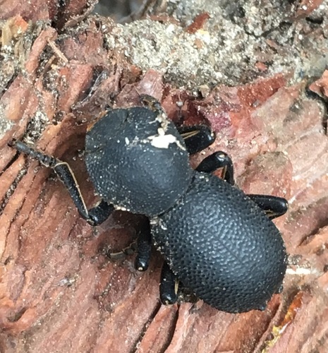 Zopherus granicollis