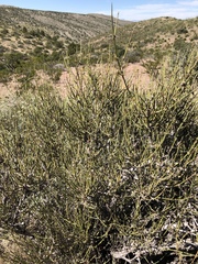 Ephedra trifurca