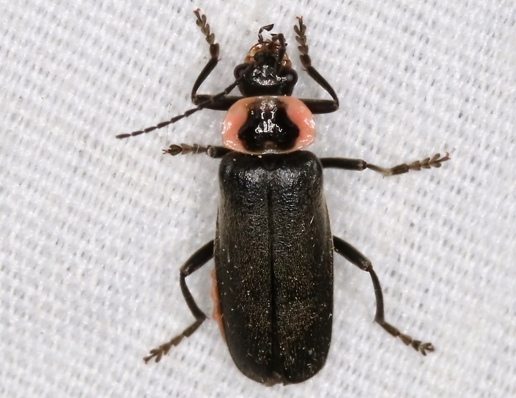 Neglected Soldier Beetle