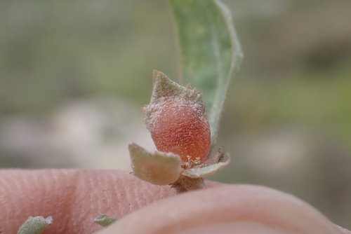 Atriplex semibaccata observed 2023-04-03
