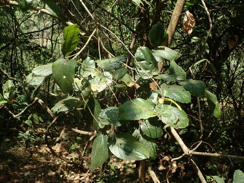 Image of Ziziphus rugosa by (c) Daniel Cahen, some rights reserved (CC BY)