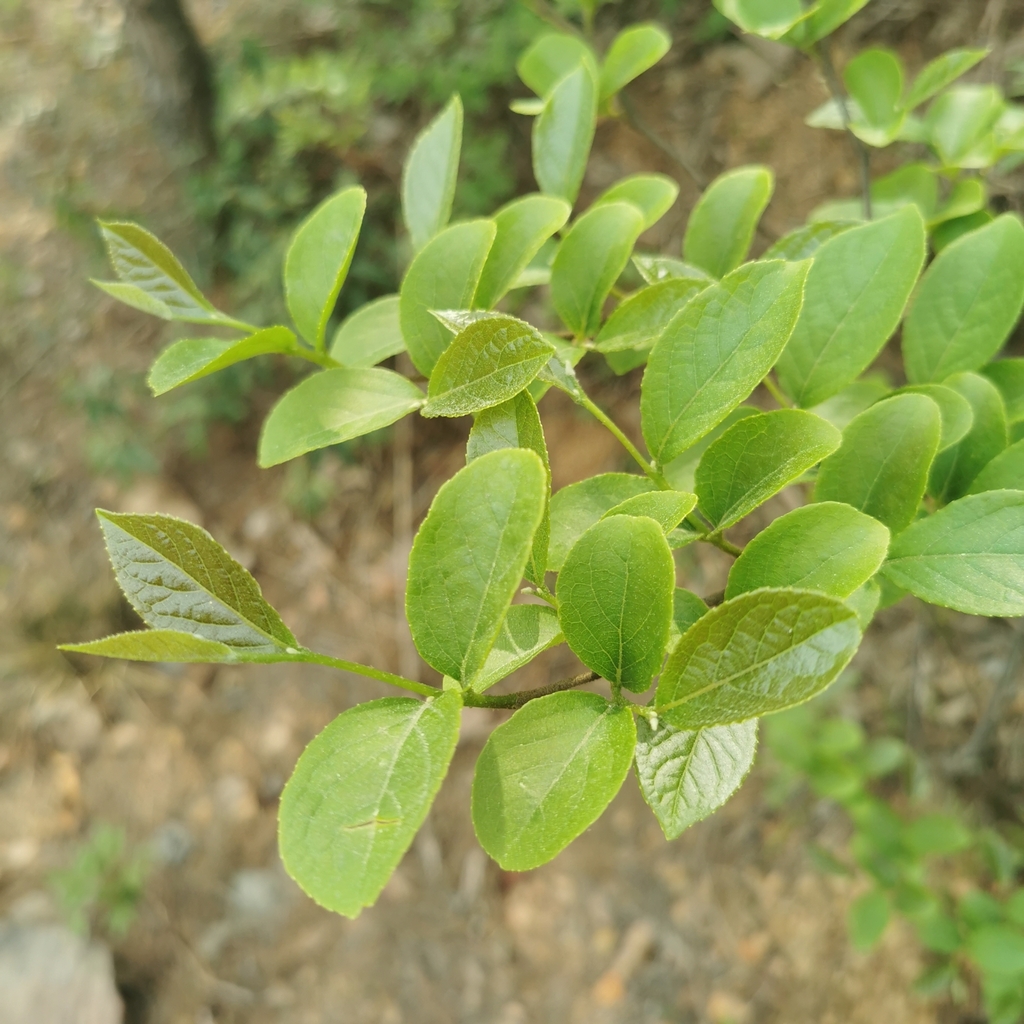 Styrax fortunei