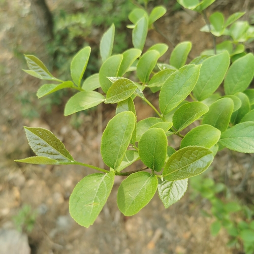 Styrax dasyanthus
