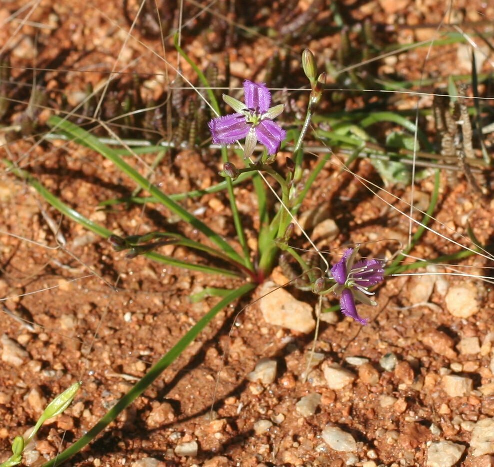 Thysanotus pyramidalis