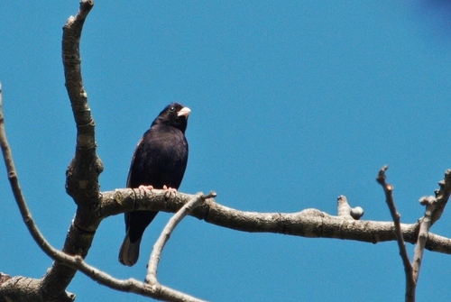 Purple Indigobird (Vidua purpurascens), photo 2