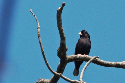 Purple Indigobird (Vidua purpurascens), photo 7