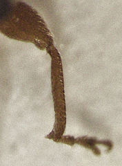 Rhinorhynchus phyllocladi