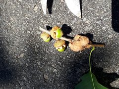 Callirhytis quercusoperator