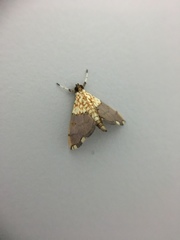 Agrotera basinotata