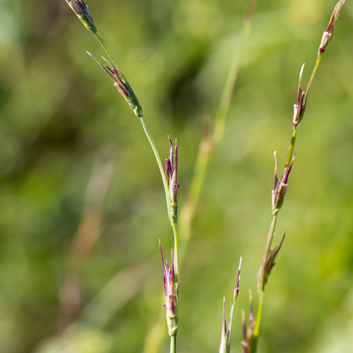 Uranthoecium truncatum, 2022-06-09