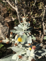Hazardia detonsa