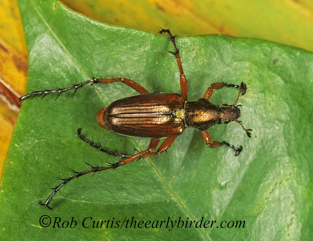 Macrodactylus solisi