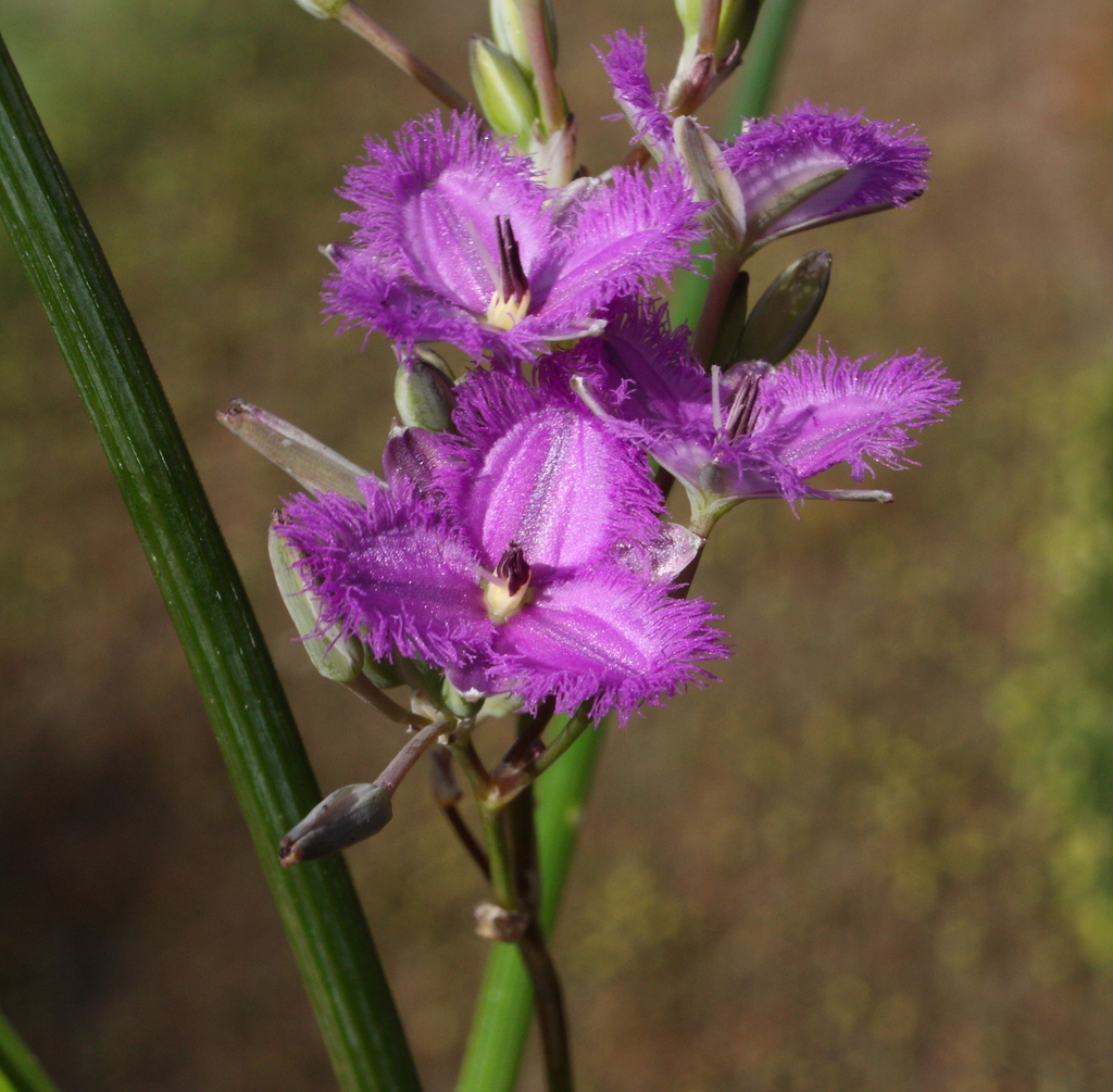 Thysanotus cymosus
