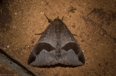 Bastilla solomonensis