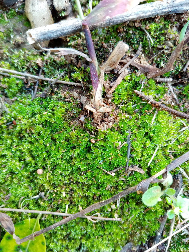 Isopterygium strangulatum