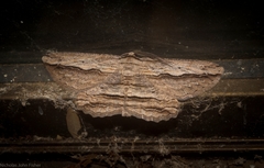 Euphronarcha luxaria