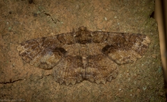 Paradromulia ambigua