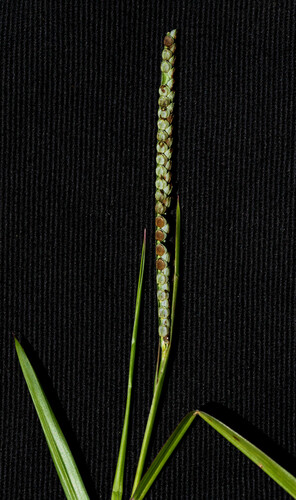 Paspalum scrobiculatum iNat (3)