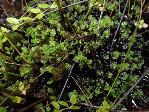 Fossombronia australis