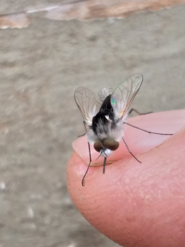 Bombylisoma senegalense