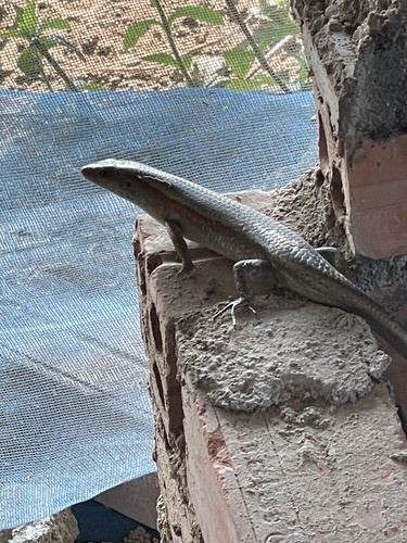 Common Sun Skink
