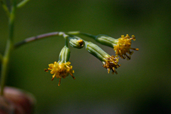 Senecio oxyriifolius image