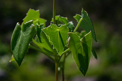 Senecio oxyriifolius image