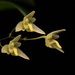 Bulbophyllum exiguum - Photo (c) James Bennett, algunos derechos reservados (CC BY-NC), subido por James Bennett
