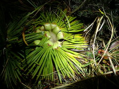 Aciphylla spedenii, photograph (c) Penelope Noel Gillette, some rights reserved (CC BY)