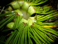 Aciphylla spedenii, photograph (c) Penelope Noel Gillette, some rights reserved (CC BY)