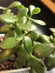 Crassulaceae