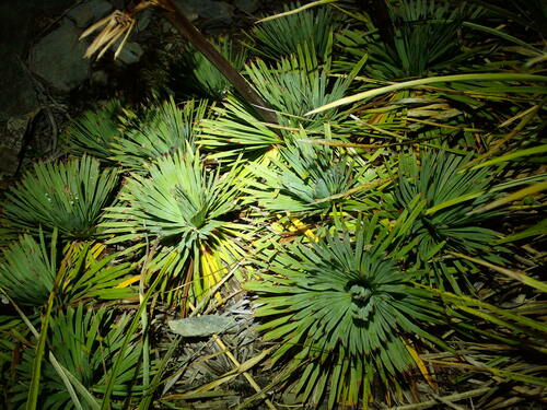Aciphylla spedenii