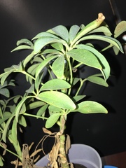 Magnoliopsida