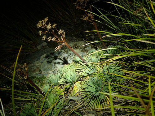 Aciphylla spedenii, photograph 1