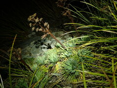 Aciphylla spedenii, photograph (c) Penelope Noel Gillette, some rights reserved (CC BY)