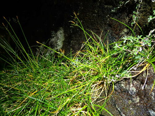 Druce's Bastard Grass (Carex drucei)
