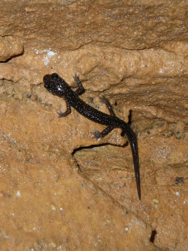 Western Slimy Salamander