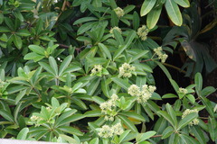 Alstonia