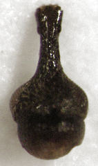 Rhinorhynchus