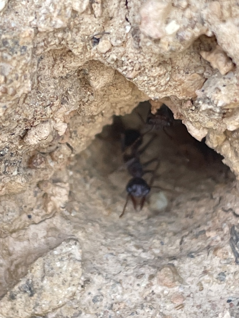 Gulosa-group Bull Ants from Baw Baw National Park, Baw Baw, VIC, AU on ...