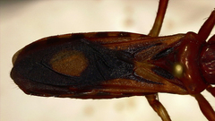 Rasahus biguttatus
